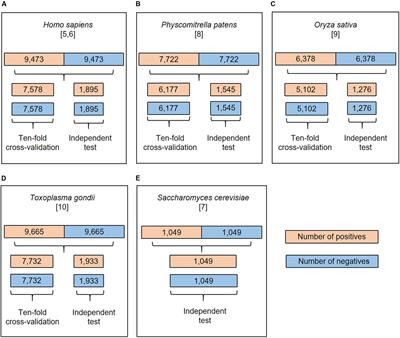 DeepKhib: A Deep-Learning Framework for Lysine 2-Hydroxyisobutyrylation Sites Prediction